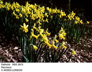 Ardea London: Narcissus