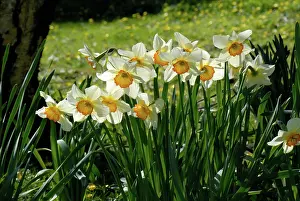 Merlin: Narcissus