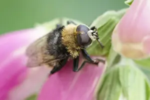 Bumble: Narcissus Bulb Fly - Bumble Bee Mimic - Norfolk