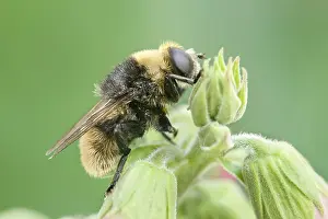Bumble: Narcissus Bulb Fly - Bumble Bee Mimic - Norfolk