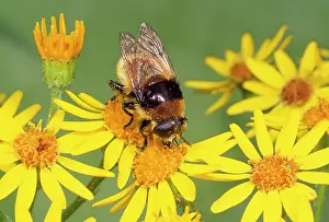 Ragwort: Narcissus Fly - Bee mimic on Ragwort