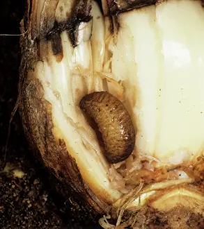Syrphidae: Narcissus Fly (Meredon equestris) larva