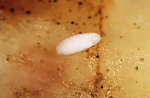 Syrphidae: Narcissus fly (Merodon equestris) egg