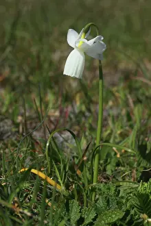 Amaryllidaceae: Narcissus Glenans (Narcissus triandrus capax )
