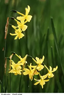 David C Dixon: Narcissus Hawera