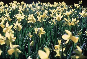 Narcissus: NARCISSUS - March Sunshine