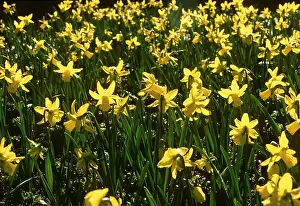 Daffodils: Narcissus - March Sunshine Daffodils