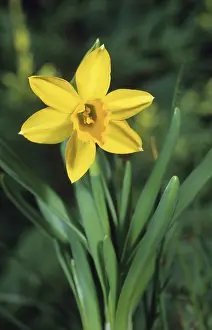 Amaryllidaceae: Narcissus Tete a Tete