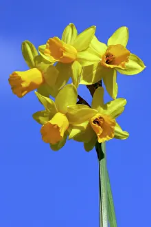 Amaryllidaceae: Narcissus Tete a Tete - donkeys ears Tete a Tete