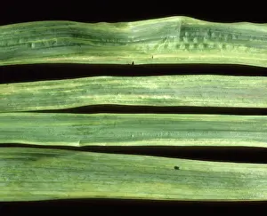 Chlorosis: Narcissus yellow stripe virus