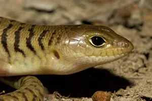 Scincidae: Narrow-banded Sandswimmer