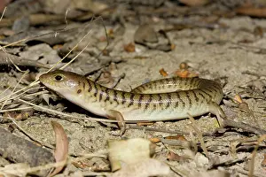 Scincidae: Narrow-banded Sandswimmer