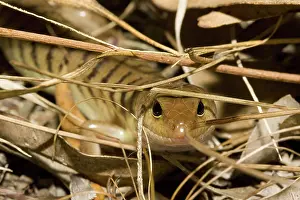Scincidae: Narrow-banded Sandswimmer