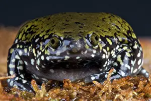 Beaked: Narrow beaked frog (Dermatonotus muelleri)
