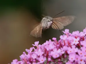 Hemaris: Narrow-bordered Bee Hawk-moth