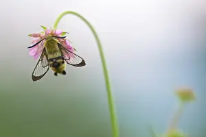 Antenna: Narrow-bordered Bee Hawk-moth