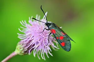 Zygaena: Narrow-Bordered Five-Spot Burnet
