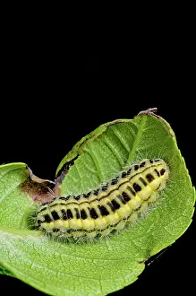 Zygaena: Narrow-bordered Five-spot Burnet caterpillar