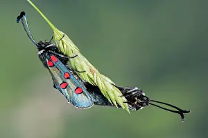 Zygaena: Narrow-bordered Five-spot Burnet pair mating on
