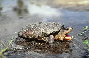 Centla: Narrow-Bridged Musk Turtle