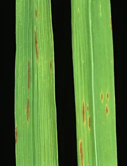 Oryzae: Narrow brown spot (Cercospora oryzae)