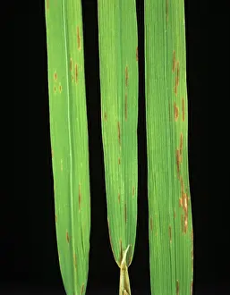 Oryzae: Narrow brown spot (Cercospora oryzae)