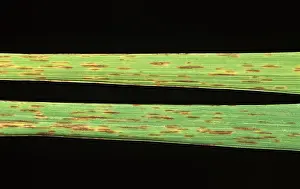 Poaceae: Narrow Brown Spot (Cercospora oryzae)