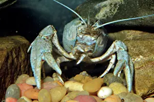 Danube: Narrow-clawed Crayfish (aka the Danube Crayfiush