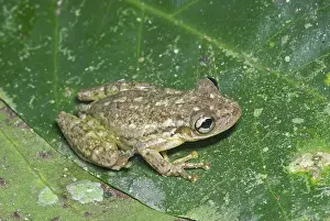 Amazonia: Narrow-headed treefrog, Scinax cruentomma