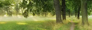 Roads: Narrow hiking trail through an avenue of oaks and ash trees in the morning light