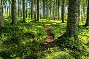 Coniferous: A narrow hiking trail in the forest, coniferous