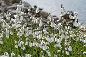 Eriophorum: Narrow-leaved Cottongrass