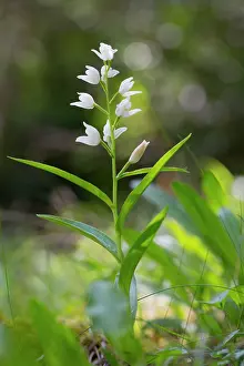 Longifolia: Narrow Leaved Helleborine