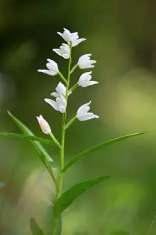 Longifolia: Narrow Leaved Helleborine