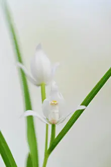 Sword: Narrow-leaved Helleborine