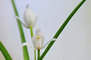 Sword: Narrow-leaved Helleborine