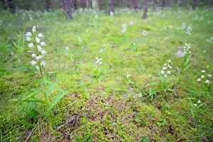 Gotland: Narrow-leaved Helleborine