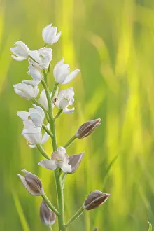Longifolia: Narrow-leaved Helleborine