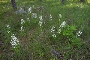Xd6land: Narrow-leaved Helleborine