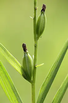 Sword: Narrow-leaved Helleborine