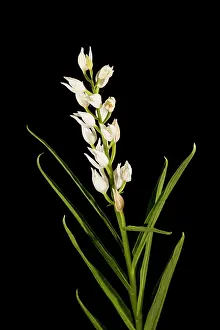 Orchids: The narrow-leaved helleborine (Cephalanthera longifolia)