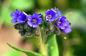 Longifolia: Narrow-leaved Lungwort