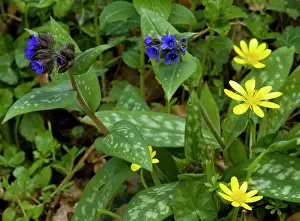 Longifolia: Narrow-leaved Lungwort - with Lesser Celandines