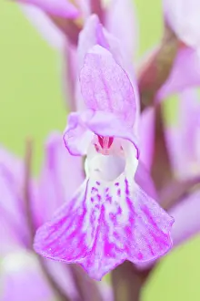 Gotland: Narrow-leaved Marsh Orchid