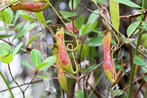 Pitcher: Narrow-Leaved Pitcher-Plant pitcher forming