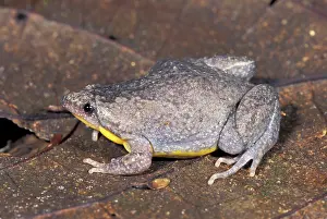 Microhylidae: Narrow-mouthed Frog