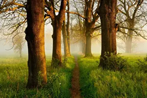 Avenue: Narrow path through oak and ash avenue, fog, morning