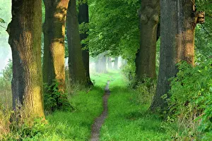 Avenue: Narrow path, oak avenue, fog, morning light, flower