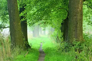 Avenue: Narrow path, oak avenue, fog, Naumburg, Naumburg