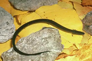 Striatus: Narrow-striped Dwarf Siren